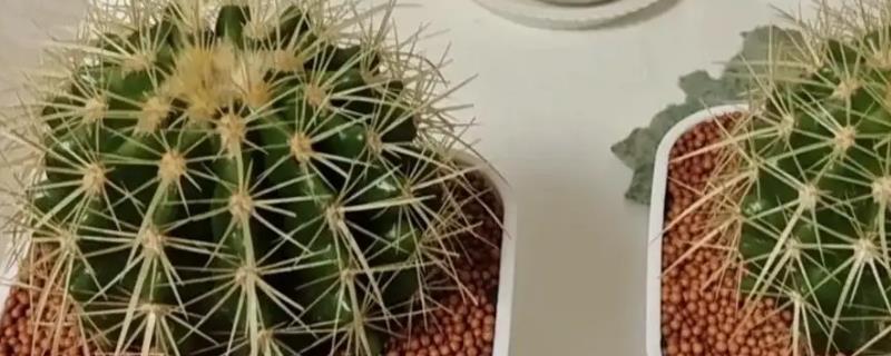 小仙人球的养殖方法，喜欢生长在光照充足的环境下