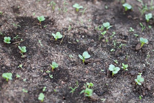 萝卜的种植方法，一般在每年8-9月栽种