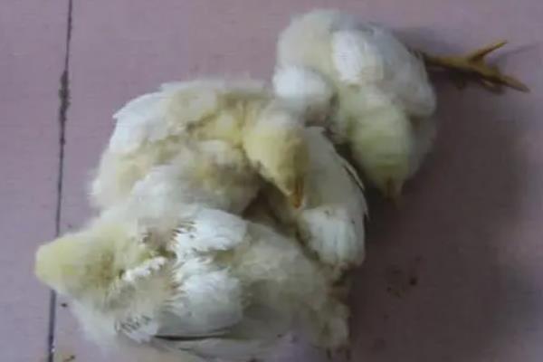 小鸡仔突然站不起来了怎么处理，需要及时隔离并接种疫苗等