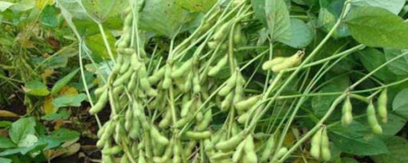 东农252大豆的特性，出苗至成熟需要124天左右