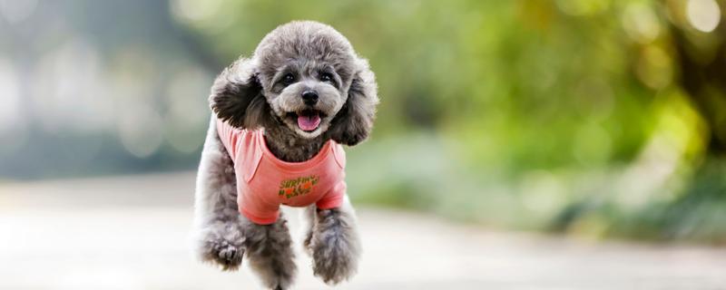 怎样训练泰迪犬，一定要有耐心