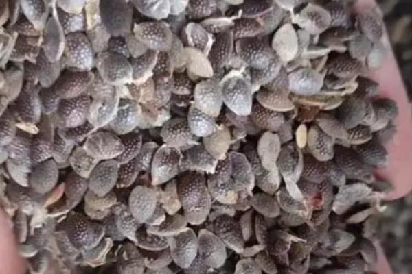 百香果的种植方法，用温水浸种24小时再播种