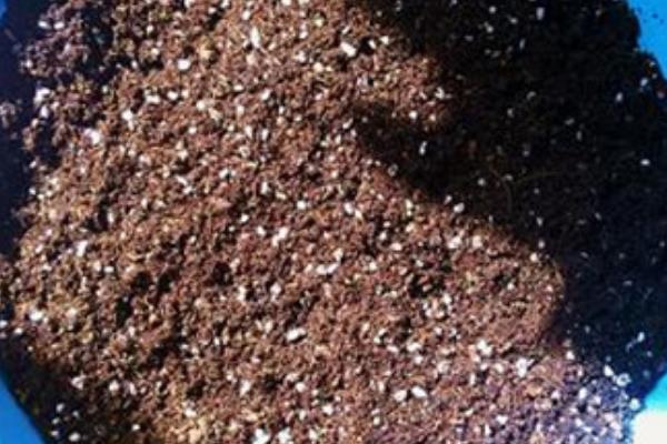 百香果的种植方法，用温水浸种24小时再播种