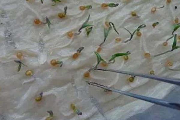 百香果的种植方法，用温水浸种24小时再播种