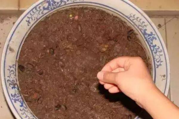 百香果的种植方法，用温水浸种24小时再播种