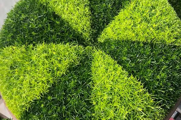 百香果的种植方法，用温水浸种24小时再播种