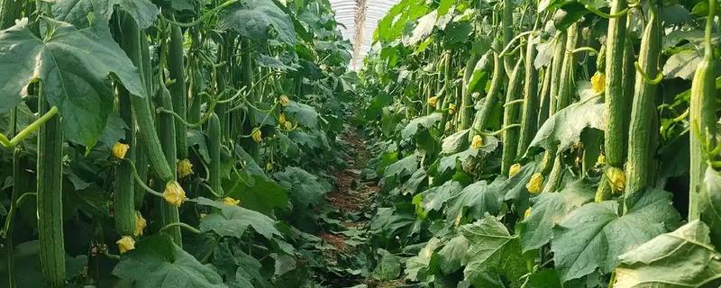 丝瓜和黄瓜的区别是什么，科属、形态均不同