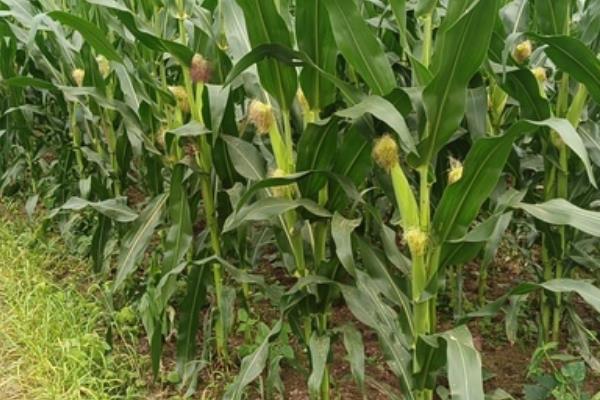 青储玉米的亩产量，首茬产量一般为4500公斤左右