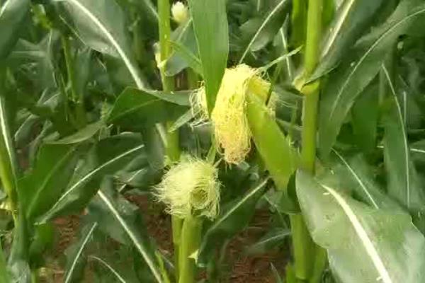 青储玉米的亩产量，首茬产量一般为4500公斤左右