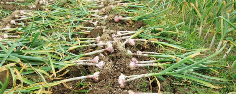用哪种杀菌剂对大蒜浸种，多菌灵、吡虫啉、咯菌腈均可使用