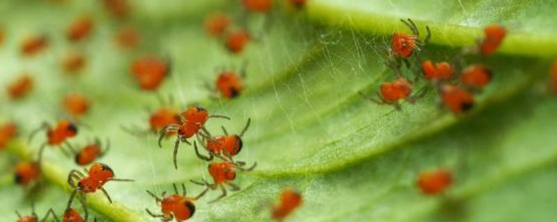 有什么常见的害虫，包括蚂蚱、蚜虫、红蜘蛛等种类