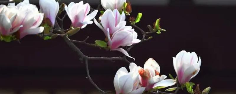 水培玉兰怎么养殖，每隔3-4天换水一次