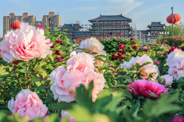 洛阳牡丹节的时间，一般在4月5日-5月5日举办