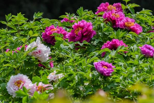 洛阳牡丹节的时间，一般在4月5日-5月5日举办