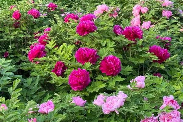 洛阳牡丹节的时间，一般在4月5日-5月5日举办