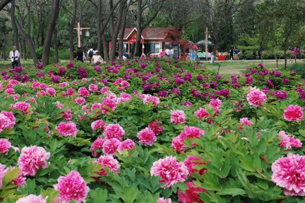 洛阳牡丹节的时间，一般在4月5日-5月5日举办