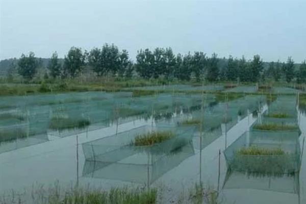 常见的黄鳝养殖模式，可网箱养殖、稻田养殖等