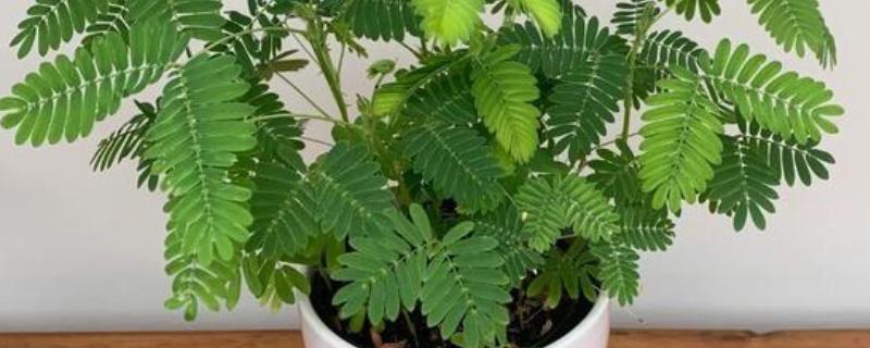 含羞草碰多了会不会死，含羞草碰多了不会死