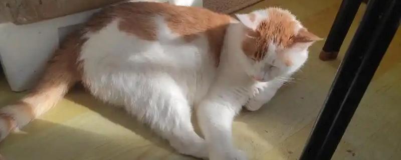 猫咪急性肝炎的病症表现，包括食欲不振、呕吐、发热等