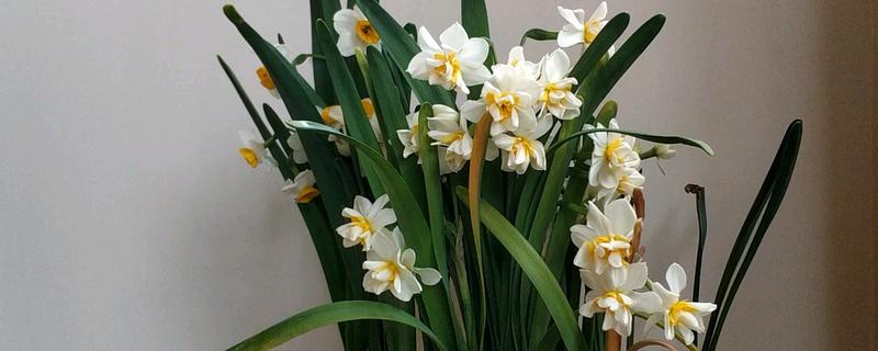 水仙花香吗，水仙花的香味浓郁