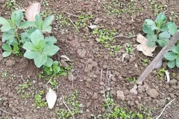 蚕豆生长期需要什么肥料，需要拌种肥、基肥等