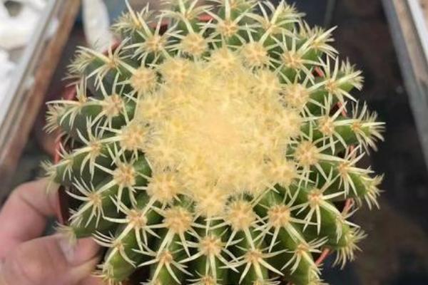 仙人掌适合在室内养殖吗，适合在室内养殖