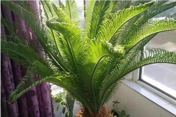 如何让铁树快速长新叶，要给植株提供合适的土壤