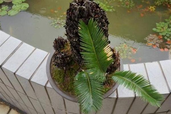如何让铁树快速长新叶，要给植株提供合适的土壤
