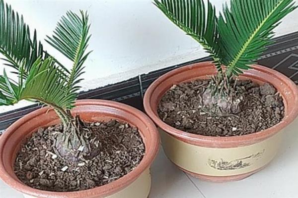 如何让铁树快速长新叶，要给植株提供合适的土壤
