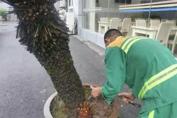 如何让铁树快速长新叶，要给植株提供合适的土壤