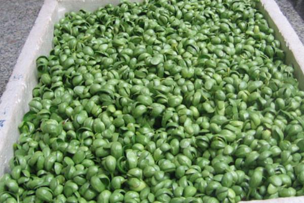 绿色的豆芽是什么，叫绿豆芽