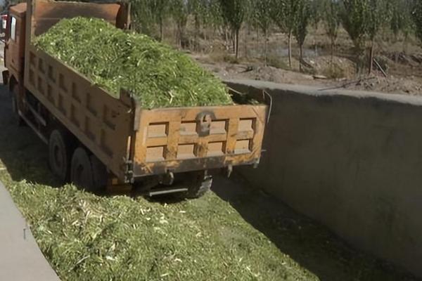 串叶松香草的特点，其再生性能强且产量高