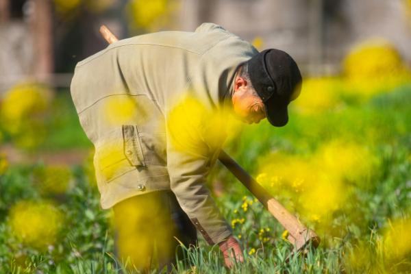 串叶松香草的特点，其再生性能强且产量高