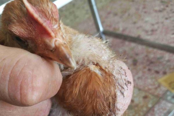 鸡脖子下面垂的肉是什么，是从下颌长出的皮肤衍生物