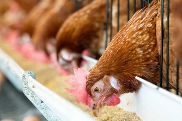 鸡脖子下面垂的肉是什么，是从下颌长出的皮肤衍生物