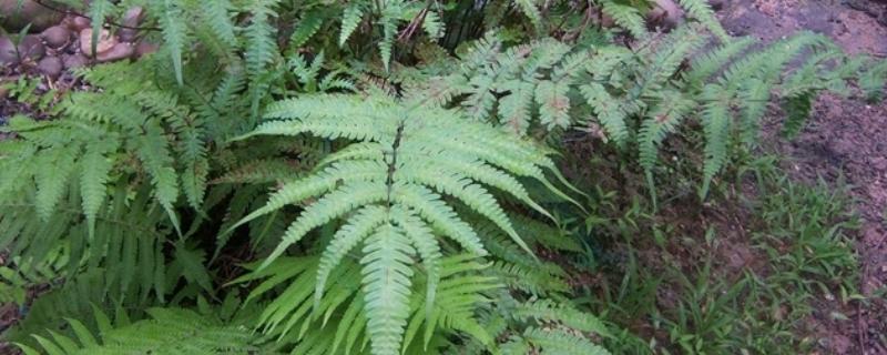 狗脊选择什么土种植，用酸性土壤种植为佳
