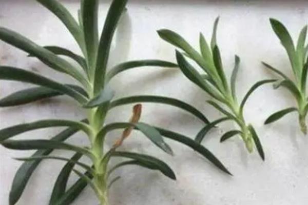 康乃馨怎么繁殖，主要采取以下4种方式