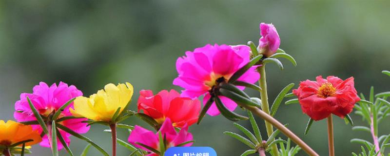 太阳花怎么过冬，需将其搬移到室内养护