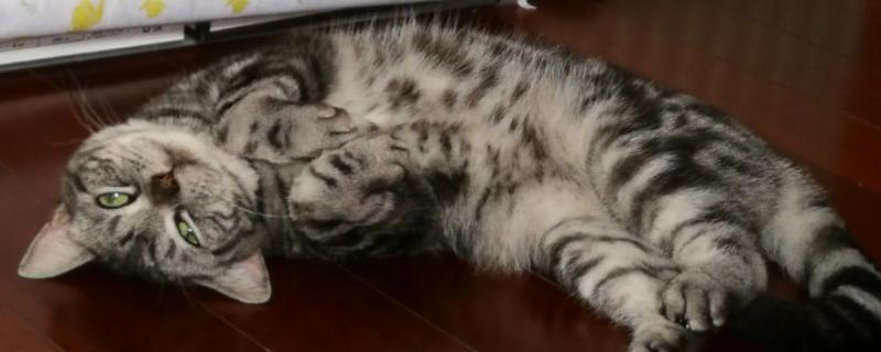 猫咪会得糖尿病吗，犬猫糖尿病发病率为0.2%-1%