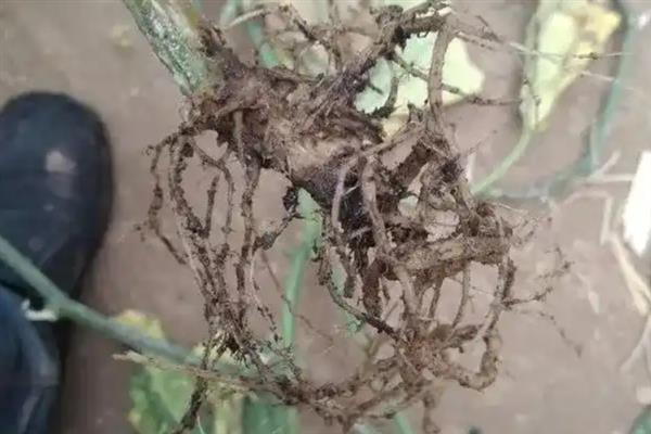 黄瓜拔秧除根的原因及注意事项，因为根部容易留下病菌须拔出