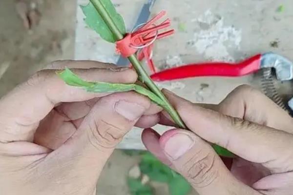 叶仙嫁接蟹爪兰的养殖方法，接穗要切成楔形比较适合嫁接愈合