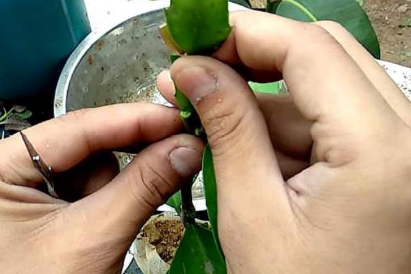 叶仙嫁接蟹爪兰的养殖方法，接穗要切成楔形比较适合嫁接愈合