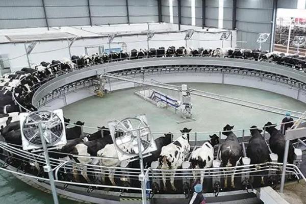 大牧场放牧业与乳畜业的区别，分布、地域类型均不同