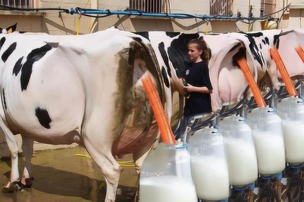 大牧场放牧业与乳畜业的区别，分布、地域类型均不同