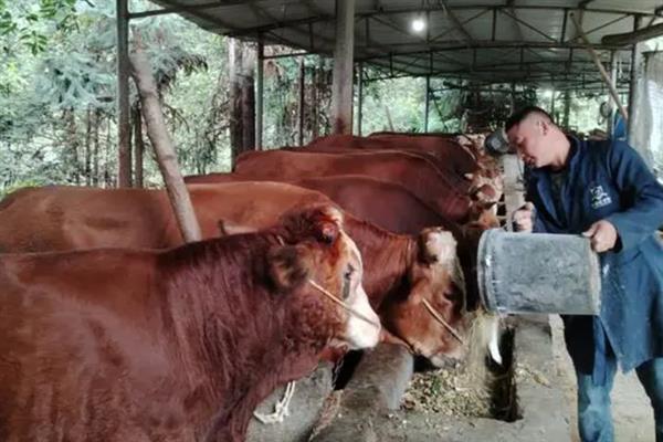 牛瘤胃积食有什么症状，分为胃热型和过食伤胃型牛瘤胃积食