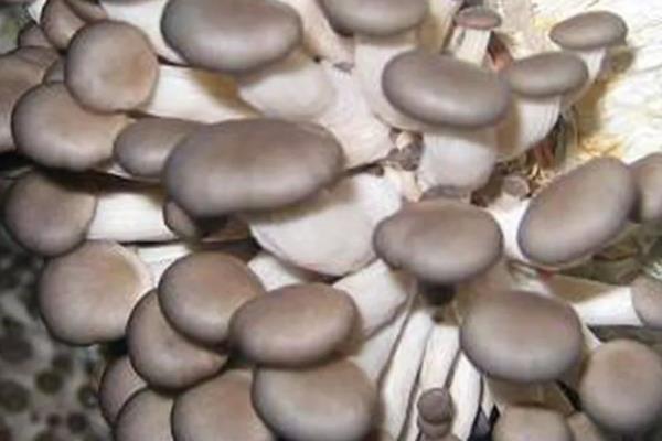 金福菇的市场价格，大约每公斤14-18元