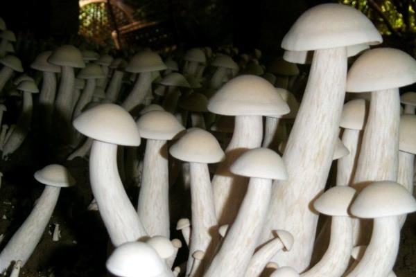 金福菇的市场价格，大约每公斤14-18元