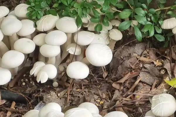 金福菇的市场价格，大约每公斤14-18元