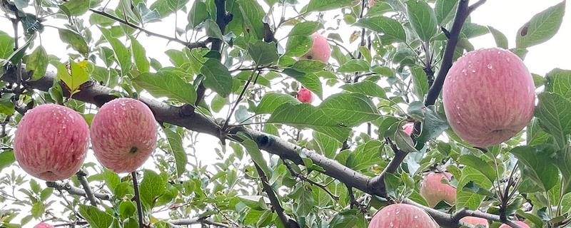 苹果水裂纹产生的原因，可能是遗传原因或者土壤水分忽干忽湿等