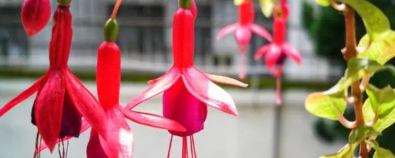 四季灯笼花如何养殖，春秋季节建议每周浇1-2次水